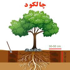 روش چاله کود درختان