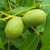 نهال گردو محلی تویسرکان