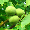 نهال گردو محلی تویسرکان