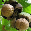 نهال گردو محلی تویسرکان