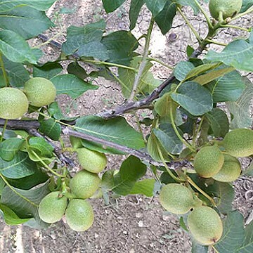 نهال گردو فرانکت گرده افشان