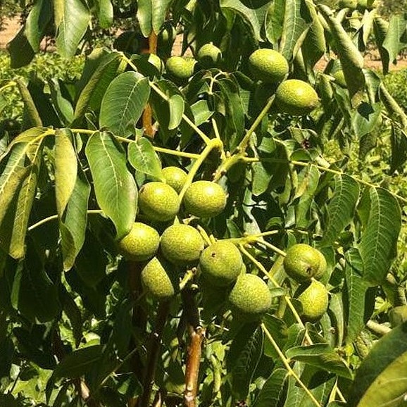 نهال گردو فرانکت گرده افشان