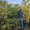 نهال گردو آلتای ترکیه