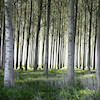 نهال کبوده