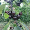 نهال گیلاس تک دانه مشهدی