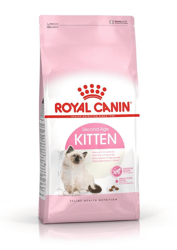 بچه گربه کیتن Kitten