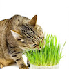 علف گربه Cat Grass
