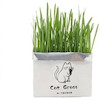 علف گربه Cat Grass