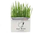 علف گربه Cat Grass