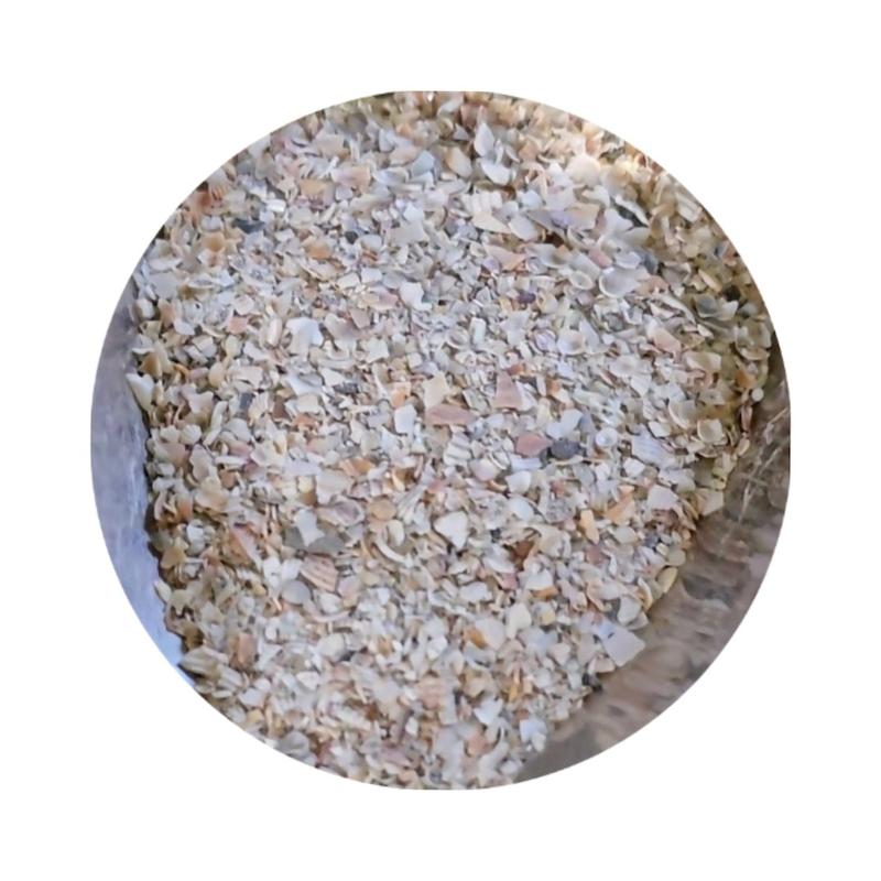 صدف خورد شده دریایی