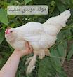 خرید مرغ تخمگذار