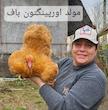 مرغ اورپینگتون