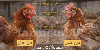 تشخیص سن مرغ تخمگذار از روی ظاهر، پا، تاج و تخم (راهنمای کامل و دقیق)