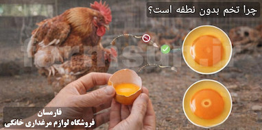 چرا تخم مرغ بدون نطفه است؟ بررسی کامل علت ها و راه های افزایش باروری گله