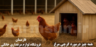 کرچی مرغ چیست؟ چگونه مرغ را از کرچی در بیاوریم یا عمدا کرچ کنیم؟