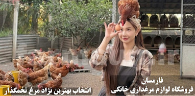بهترین نژاد مرغ تخم گذار برای پرورش خانگی | راهنمای انتخاب، مزایا، معایب و نکات علمی