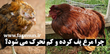 چرا مرغ کم تحرک و پف کرده می شود؟ بررسی کامل علت ها و راهکارهای درمان
