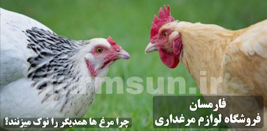 چرا مرغ ها همدیگر را نوک می زنند؟ بررسی کامل علت ها و راه حل های جلوگیری از نوک زنی در مرغداری خانگی