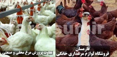 تفاوت مرغ محلی و صنعتی در تخمگذاری | کدام برای پرورش بهتر است؟