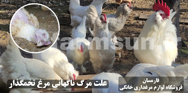 چرا مرغ ناگهان می میرد؟ بررسی کامل علت ها، پیشگیری و اقدامات فوری
