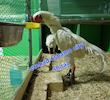 جوراب ضد میخچه برای مرغ و خروس