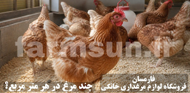 چند مرغ در هر متر مربع؟ استاندارد فضای نگهداری مرغ تخمگذار در خانه و مرغداری خانگی