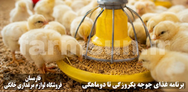 بهترین دان برای جوجه یک روزه تا دو ماهگی | برنامه غذایی مرحله به مرحله