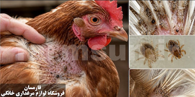 شپش و کنه مرغ؛ علائم، روش تشخیص، درمان و پیشگیری کامل در مرغداری خانگی