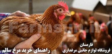 راهنمای خرید مرغ تخم گذار سالم، نکاتی که قبل از خرید باید بدانید