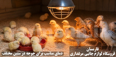 بهترین دمای نگهداری جوجه ها در سنین مختلف