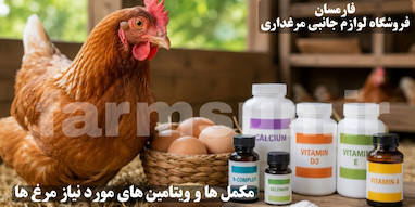 بهترین مکمل ها و ویتامین ها برای مرغ تخمگذار خانگی + زمان مصرف و نکات مهم