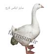 پوشک، کراوات و پاپیون تزیینی برای مرغ و خروس