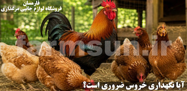 آیا نگهداری خروس ضروری است؟ بهترین نسبت خروس به مرغ در مرغداری خانگی
