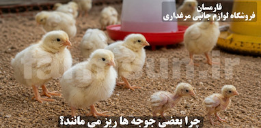 چرا جوجه ها رشد نمی کنند؟ علت ریز ماندن، ضعف و رشد کند جوجه ها