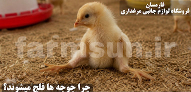علت کج شدن پا و فلجی جوجه ها چیست؟ بررسی کامل دلایل ، درمان و پیشگیری