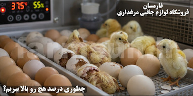 چگونه درصد هچ را در دستگاه جوجه کشی بالا ببریم؟ راهنمای کامل افزایش راندمان جوجه کشی