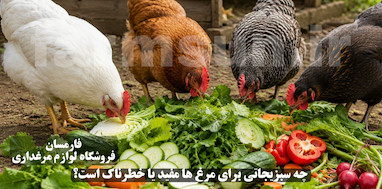 چه سبزیجات و غذاهایی برای مرغ مفید یا خطرناک است؟ راهنمای کامل تغذیه سالم مرغ های خانگی
