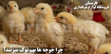 چرا جوجه ها به هم نوک می زنند؟ بررسی کامل پر کنی و کانیبالیسم در جوجه ها