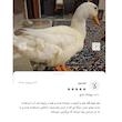 پوشک، کراوات و پاپیون تزیینی برای مرغ و خروس