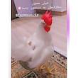 پوشک، کراوات و پاپیون تزیینی برای مرغ و خروس
