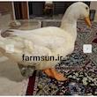 پوشک، کراوات و پاپیون تزیینی برای مرغ و خروس