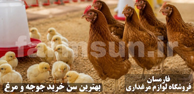 بهترین سن خرید جوجه و مرغ تخمگذار برای شروع پرورش (راهنمای کامل انتخاب سن مناسب)
