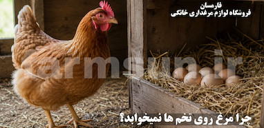 چرا مرغ ها روی تخم نمی خوابند؟ بررسی کامل علت کرچ نشدن مرغ و راه های تحریک کرچی