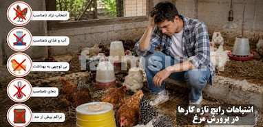 اشتباهات رایج تازه کارها در پرورش مرغ تخمگذار + نکاتی که قبل از شروع باید بدانید