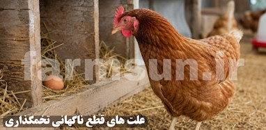 چرا مرغ ها تخمگذاری را ناگهان قطع می کنند؟ بررسی کامل علت ها و راه حل ها