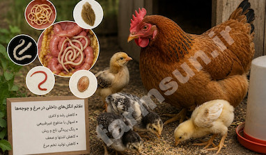 انگل های داخلی در مرغ و جوجه ها؛ علائم، انواع، روش های تشخیص، درمان و پیشگیری