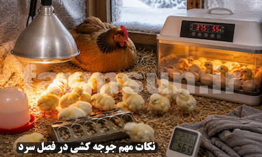 نگهداری از جوجه ها و جوجه کشی در فصل سرد؛ راهنمای کامل پرورش موفق در پاییز و زمستان