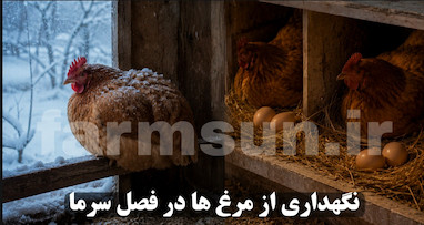 نگهداری از مرغ ها در فصل سرما؛ راهنمای کامل مراقبت، تغذیه و جلوگیری از کاهش تخمگذاری در هوای سرد