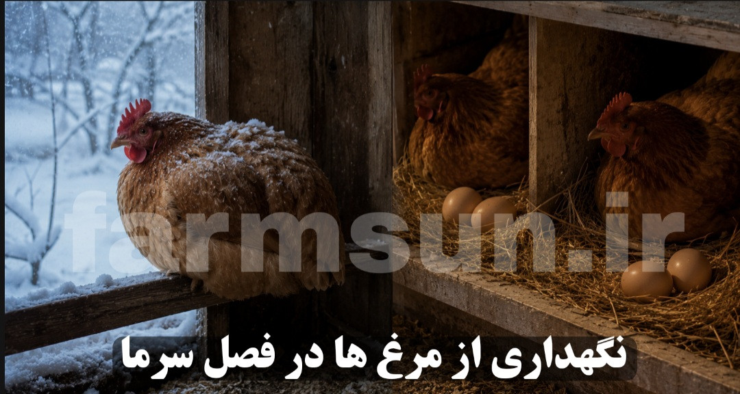 نگهداری از مرغ ها در فصل سرما؛ راهنمای کامل مراقبت، تغذیه و جلوگیری از کاهش تخمگذاری در هوای سرد