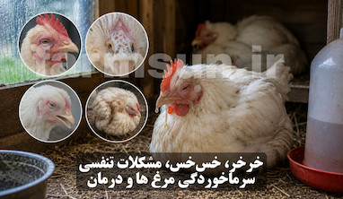 سرماخوردگی و خرخر مرغ؛ علت عطسه، خس خس و آبریزش بینی مرغ و روش درمان